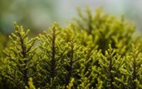 Belægning og beplantning: Få det bedste ud af din udendørs plads
