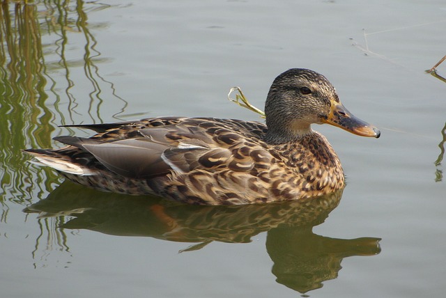 Sådan knækker du krydsordets koder: Tips til begyndere
